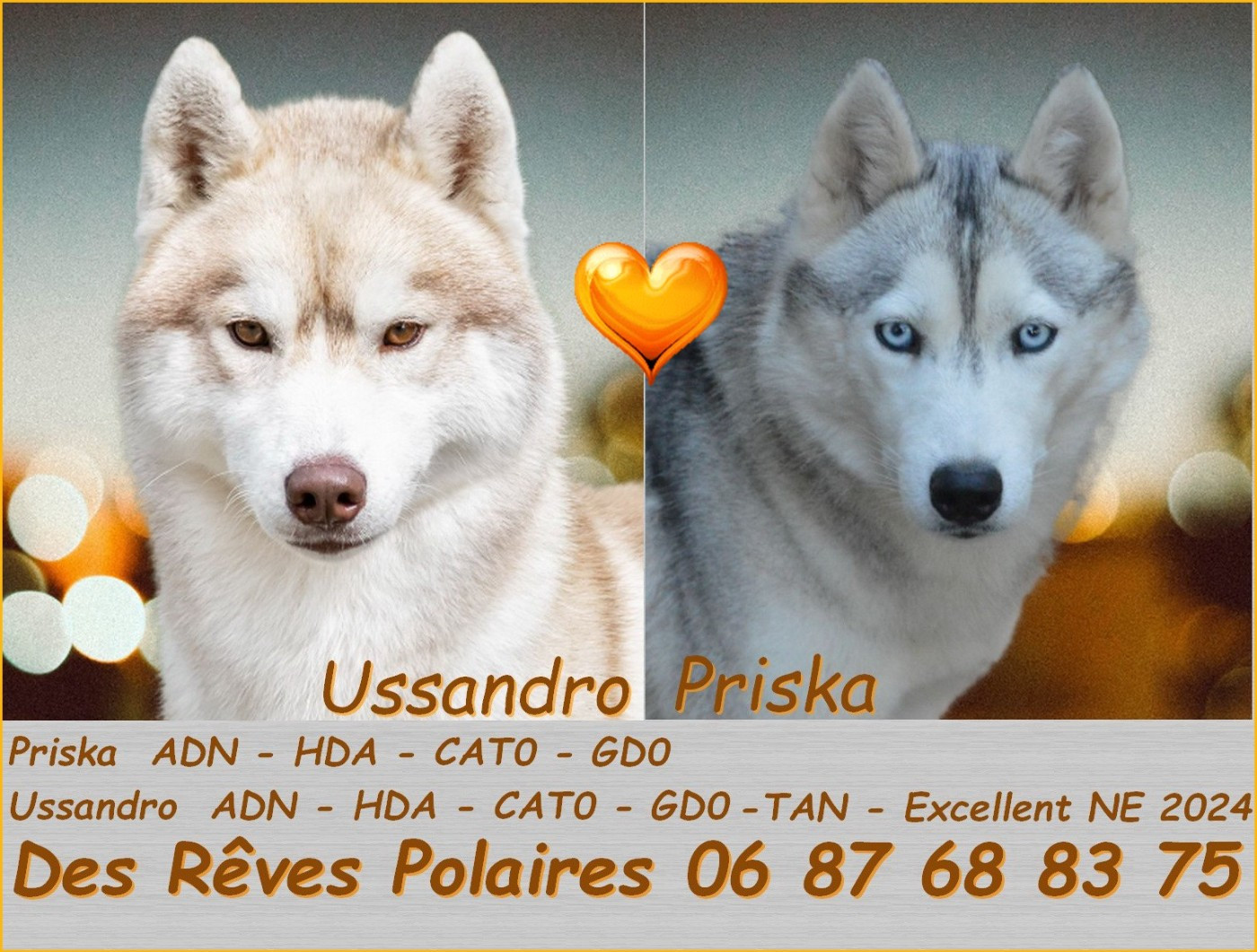 Chiot Siberian Husky des rèves polaires