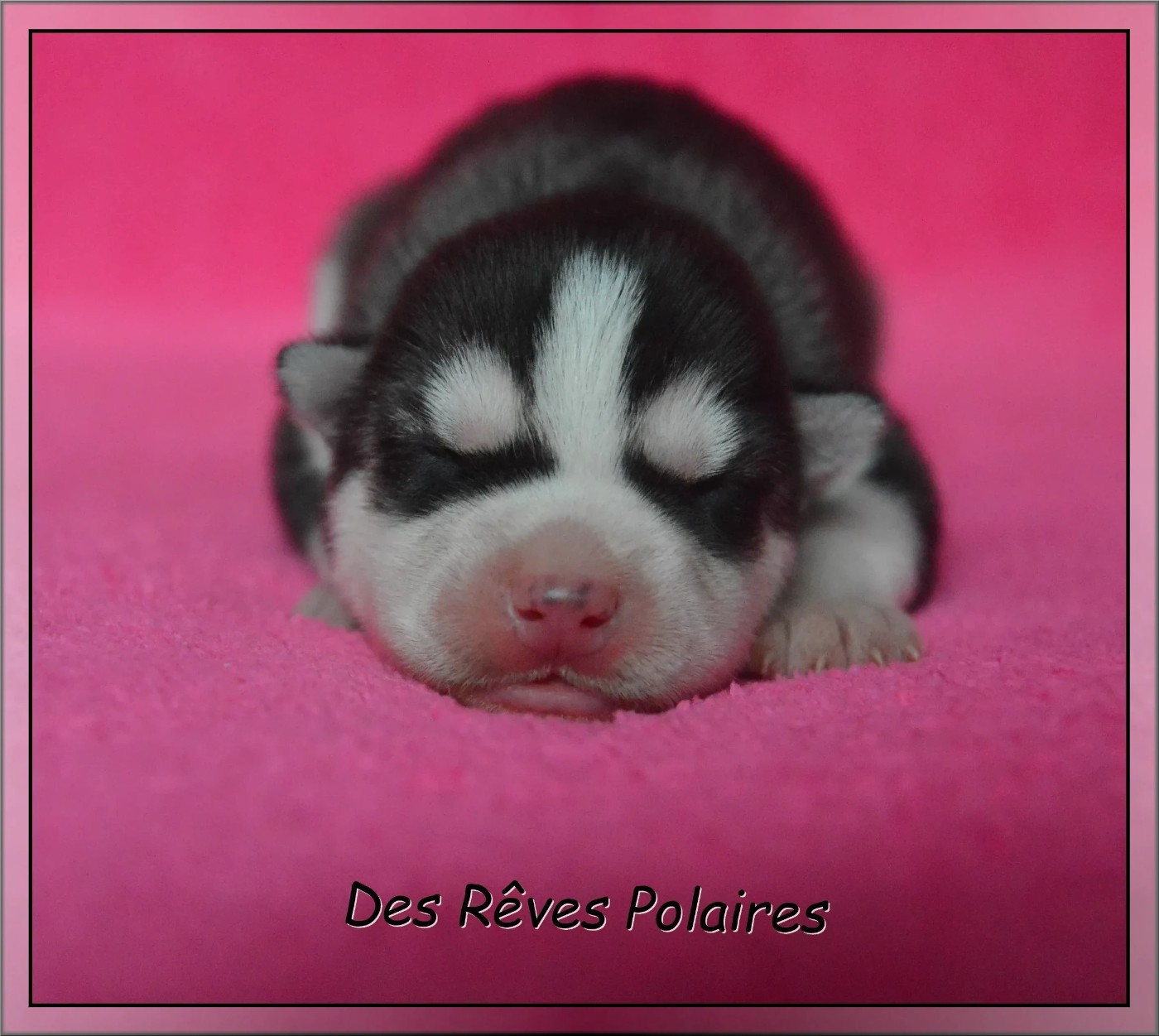des rèves polaires - Chiots disponibles - Siberian Husky