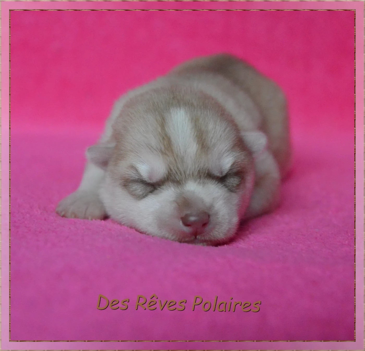 des rèves polaires - Chiots disponibles - Siberian Husky
