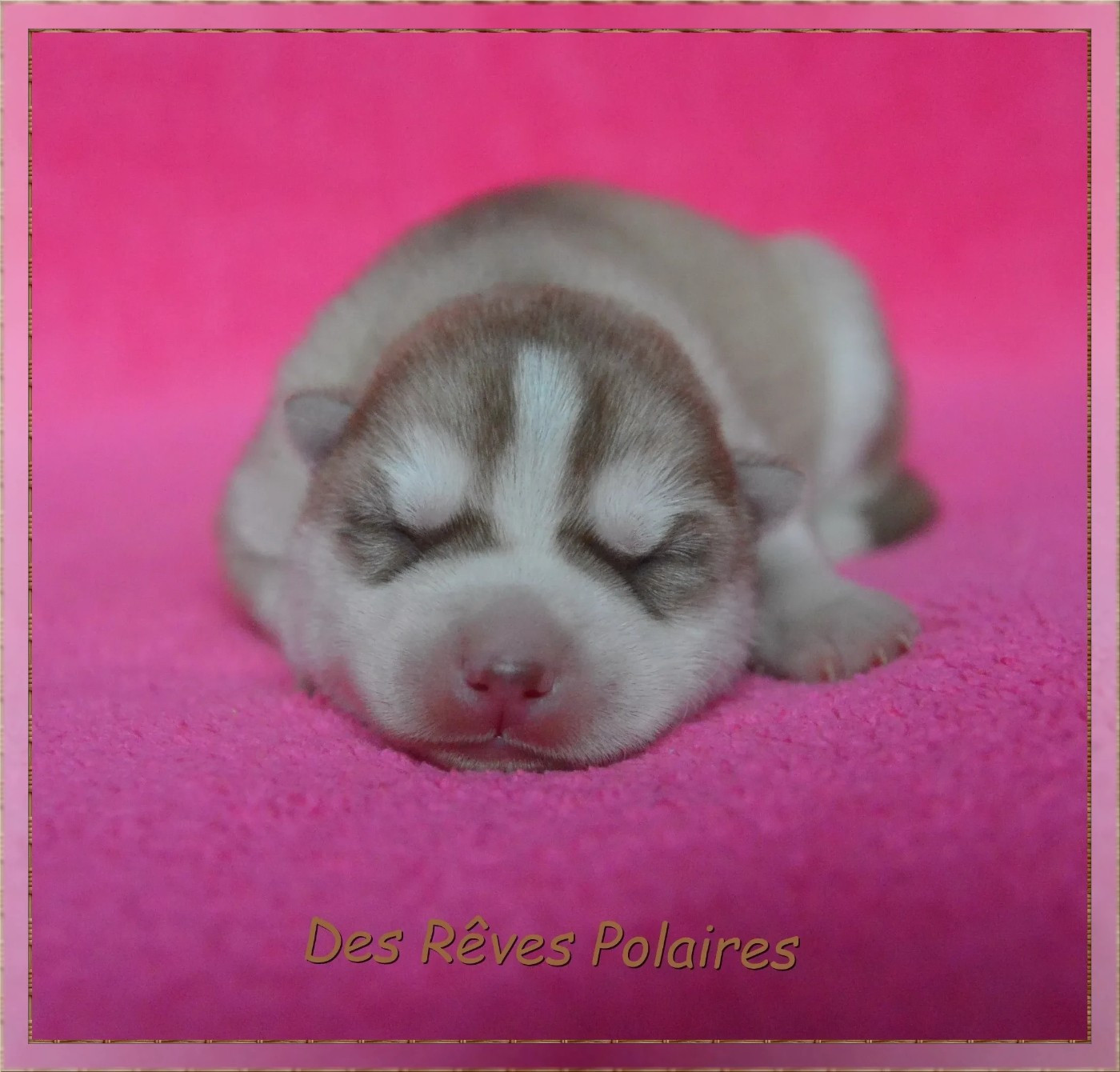 des rèves polaires - Chiots disponibles - Siberian Husky