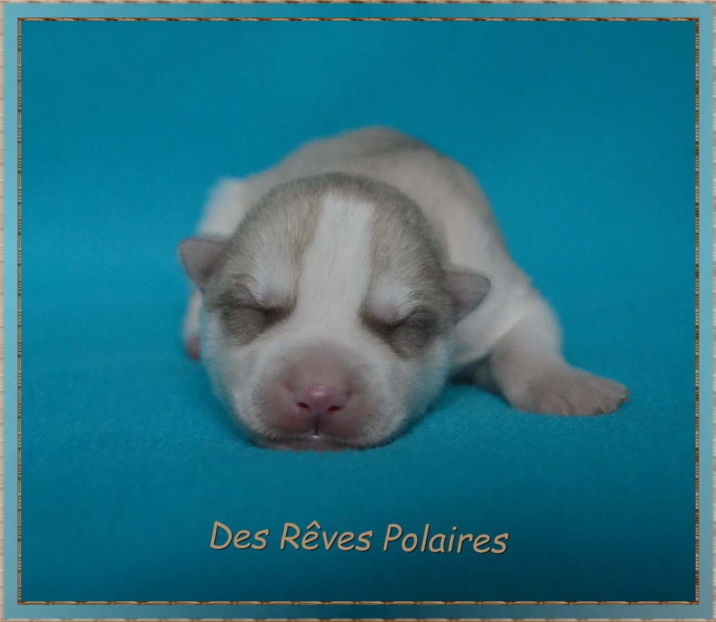 des rèves polaires - Chiots disponibles - Siberian Husky