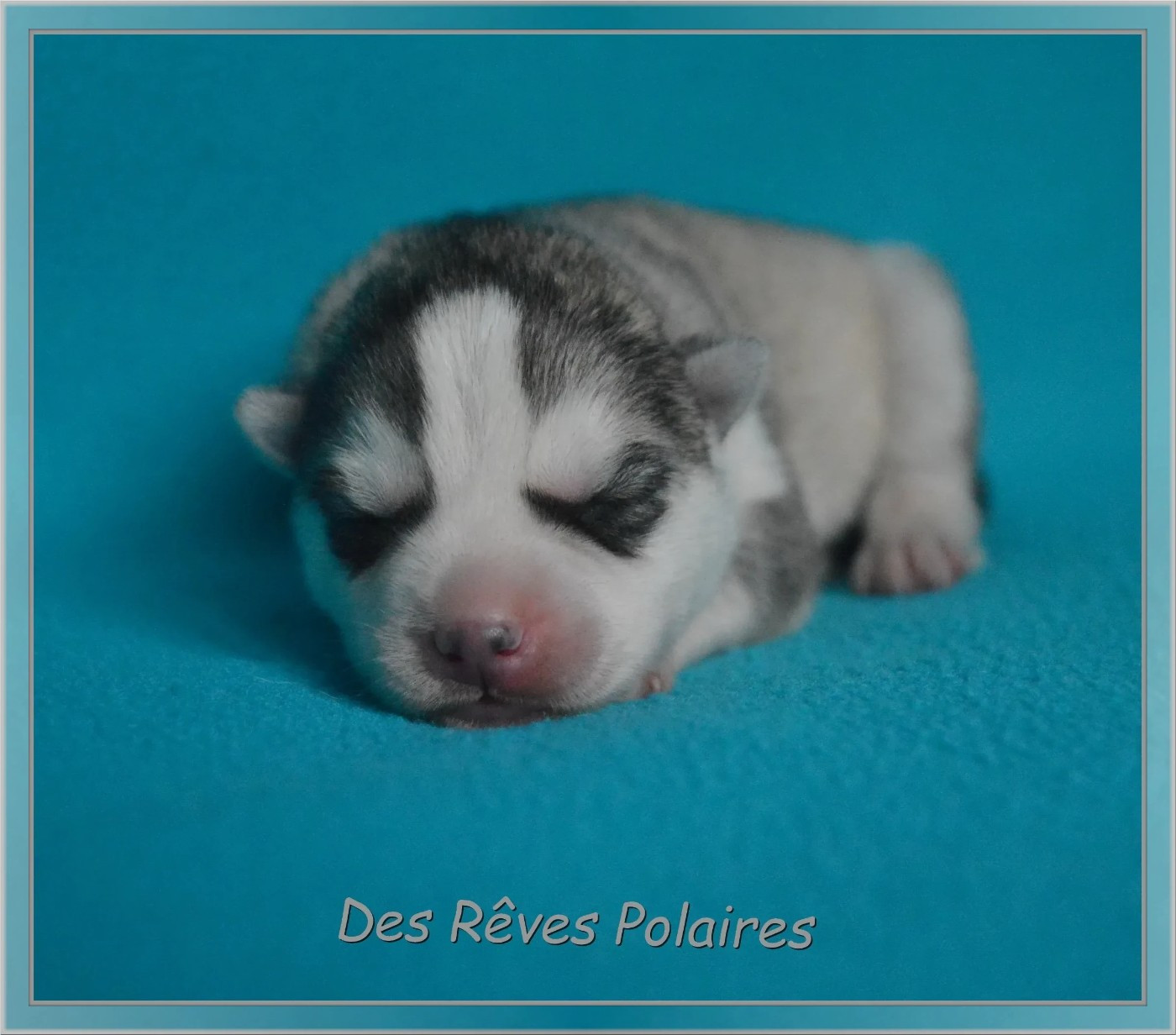 des rèves polaires - Chiots disponibles - Siberian Husky