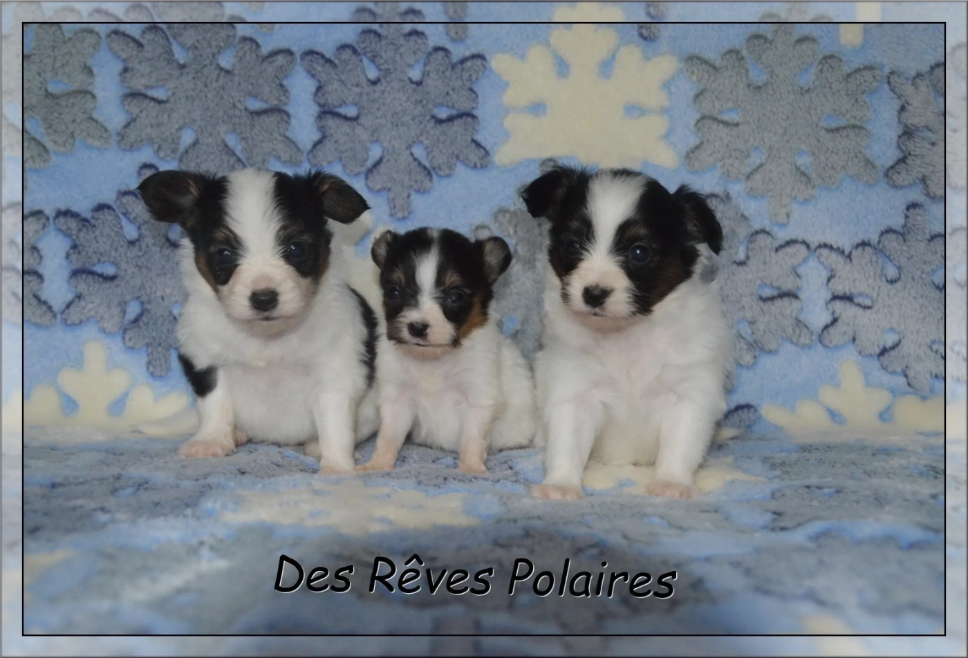 Chiot Epagneul nain Continental (Papillon) des rèves polaires