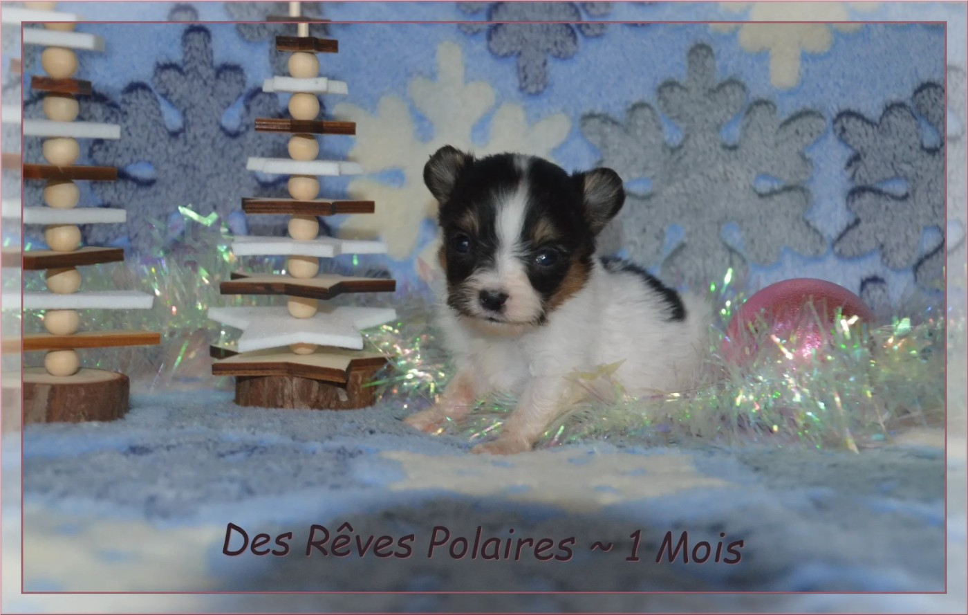 des rèves polaires - Chiots disponibles - Epagneul nain Continental (Papillon)