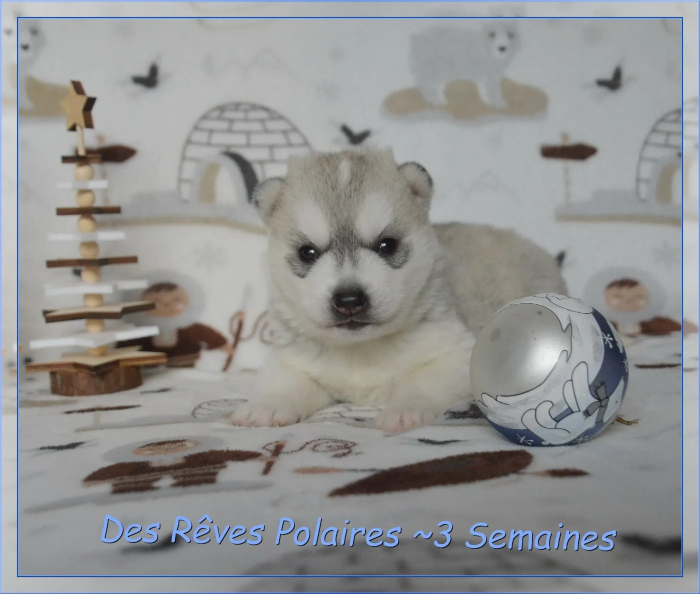 des rèves polaires - Chiots disponibles - Siberian Husky