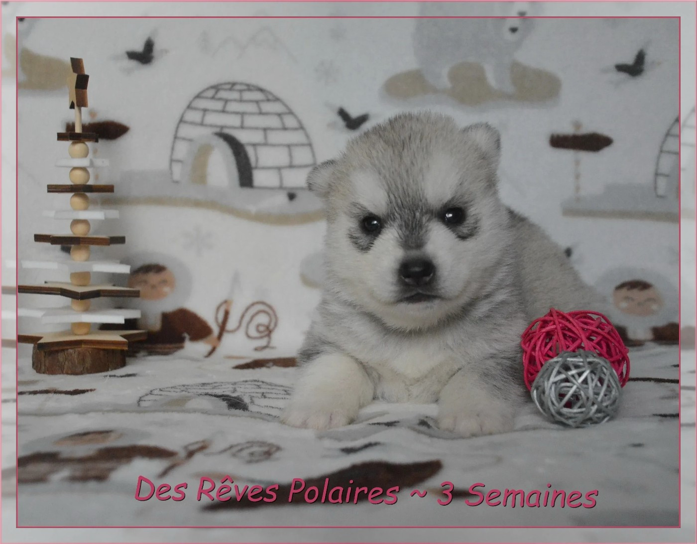 des rèves polaires - Chiots disponibles - Siberian Husky