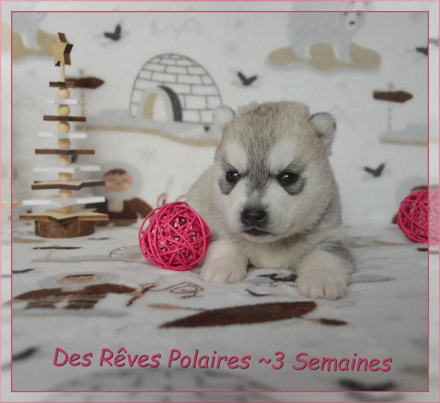 des rèves polaires - Chiots disponibles - Siberian Husky