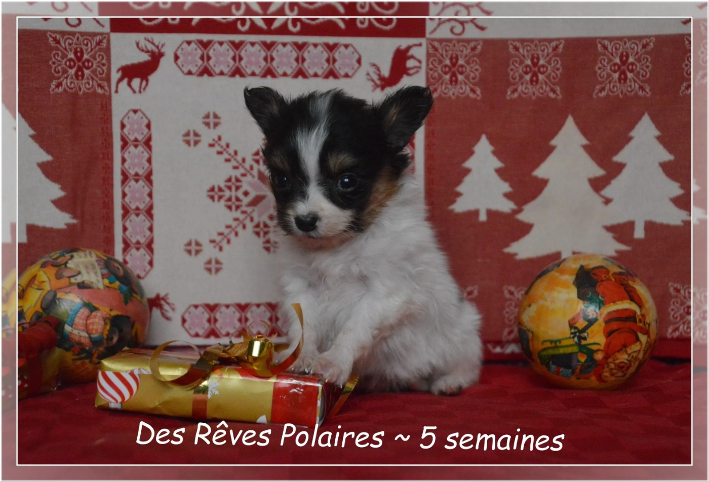 des rèves polaires - Chiots disponibles - Epagneul nain Continental (Papillon)