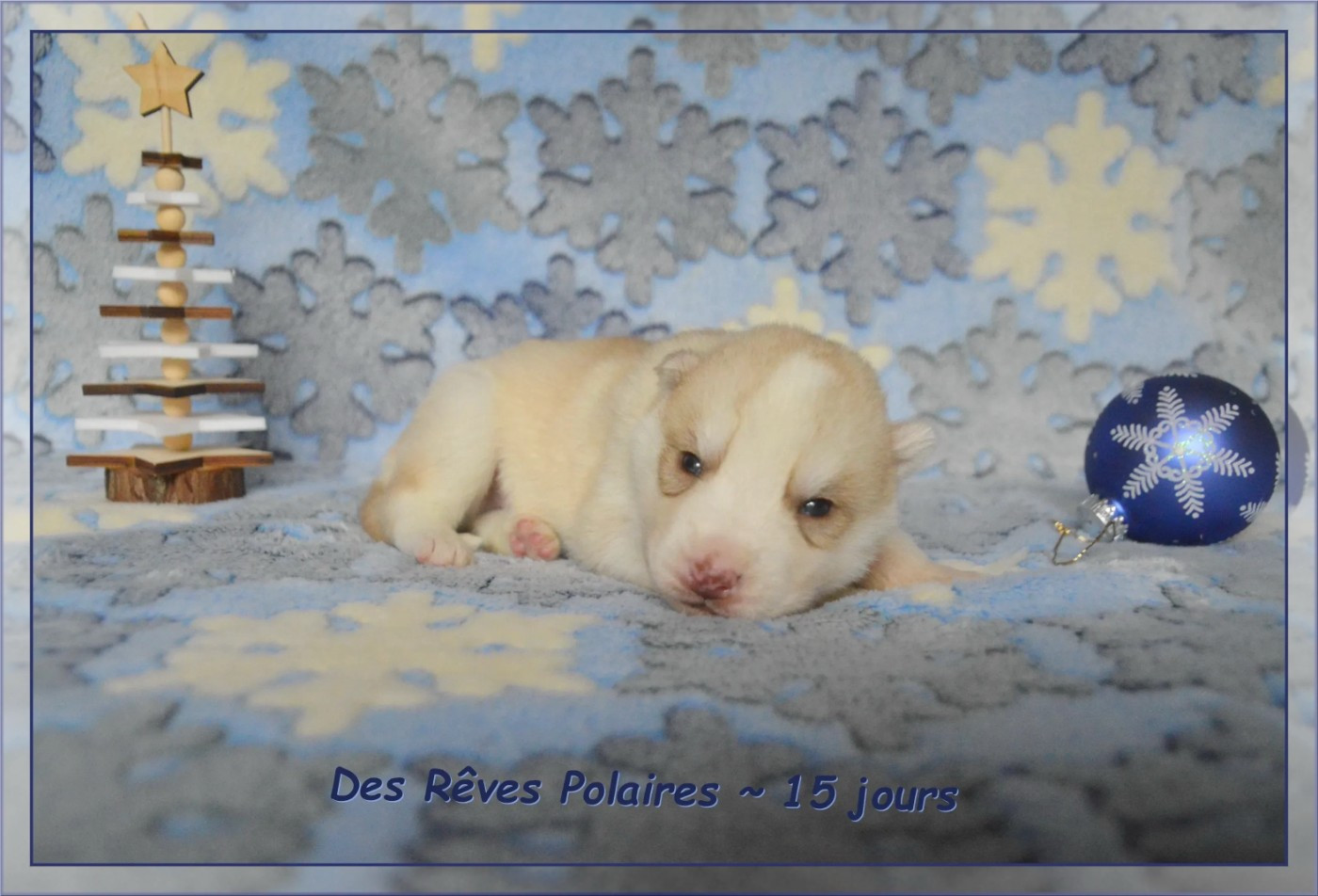 des rèves polaires - Chiots disponibles - Siberian Husky