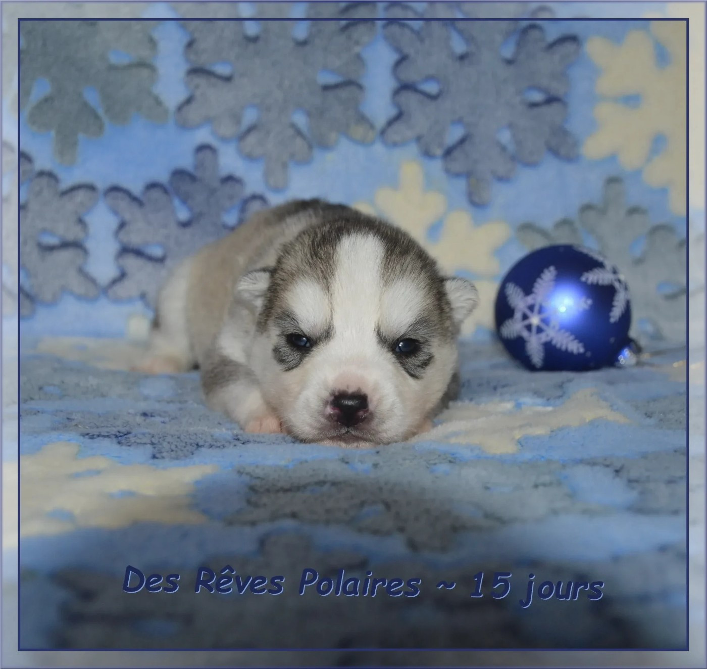 des rèves polaires - Chiots disponibles - Siberian Husky