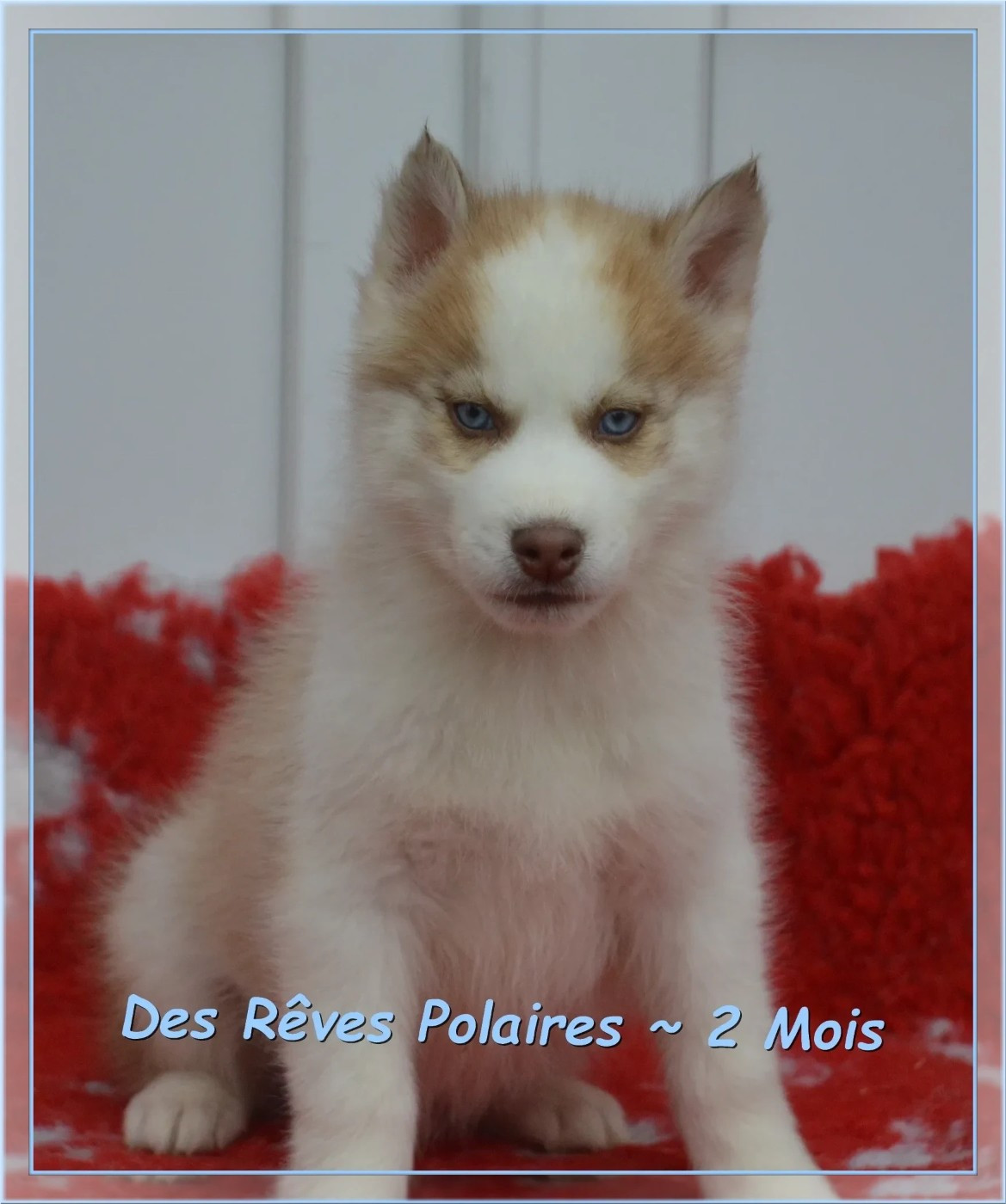 des rèves polaires - Siberian Husky - Portée née le 16/10/2025
