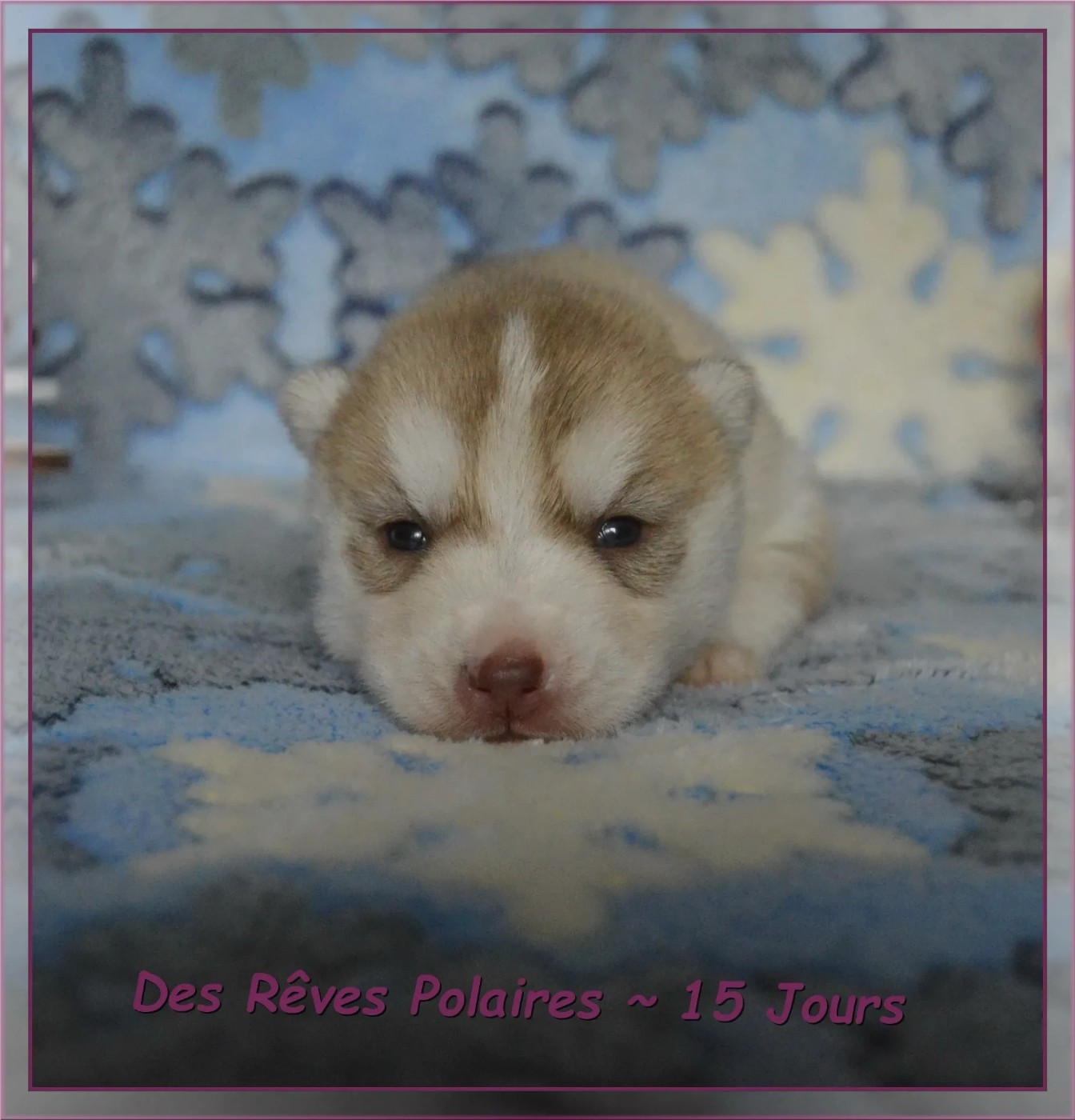 des rèves polaires - Chiots disponibles - Siberian Husky