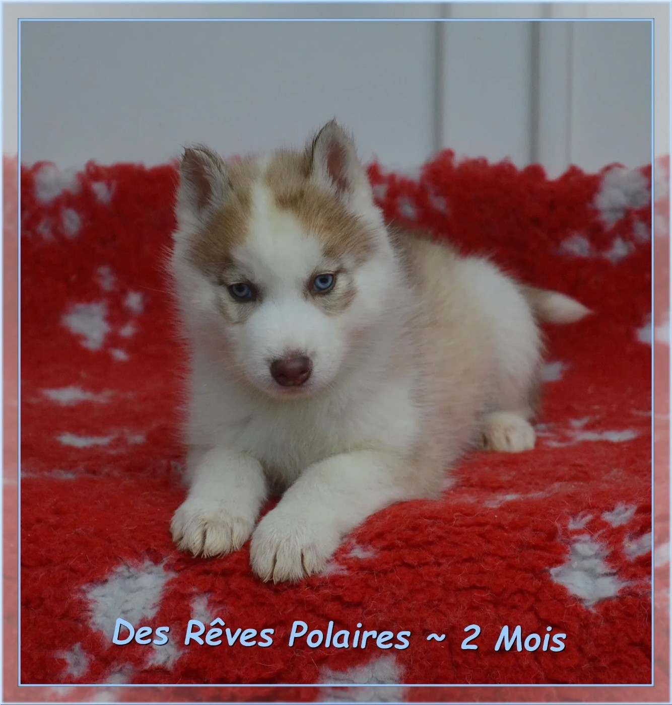 des rèves polaires - Chiots disponibles - Siberian Husky