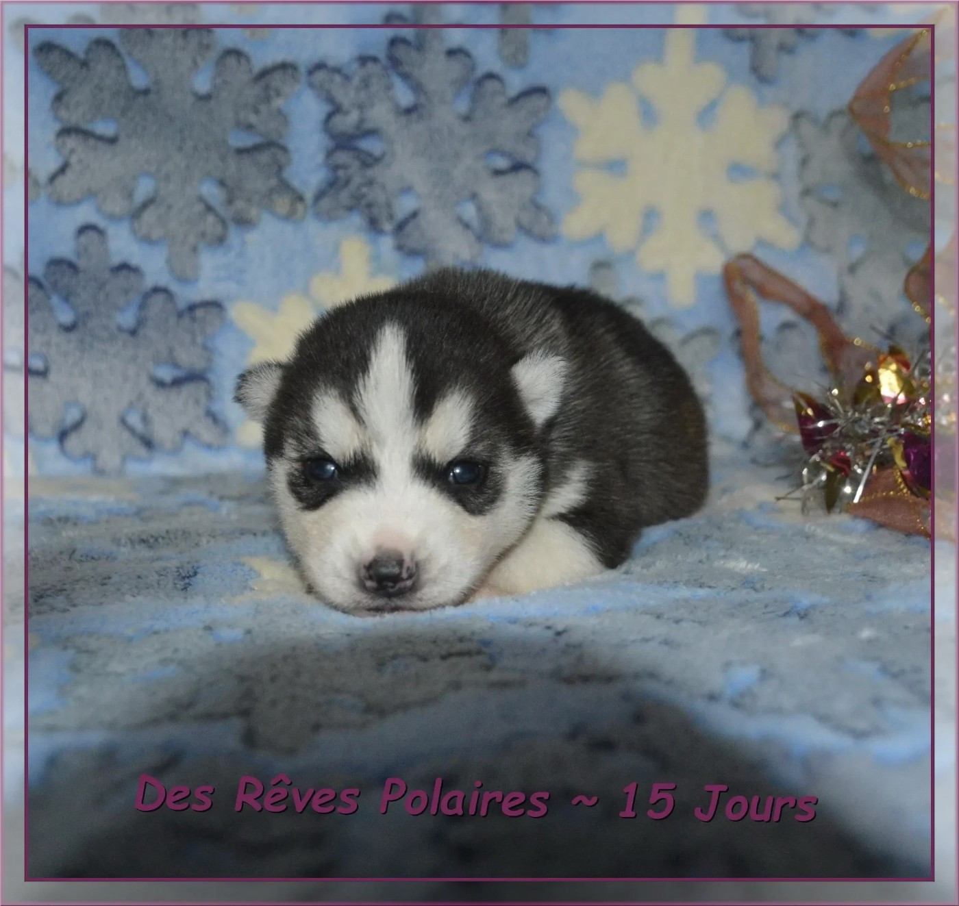 des rèves polaires - Chiots disponibles - Siberian Husky