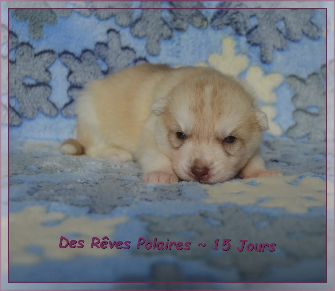 des rèves polaires - Chiots disponibles - Siberian Husky