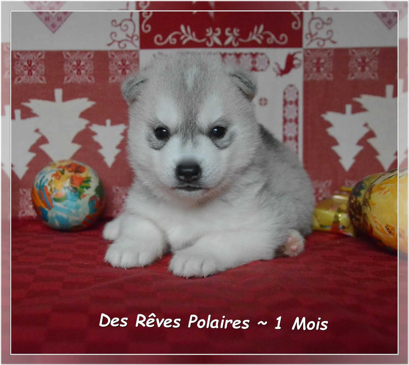 des rèves polaires - Chiots disponibles - Siberian Husky