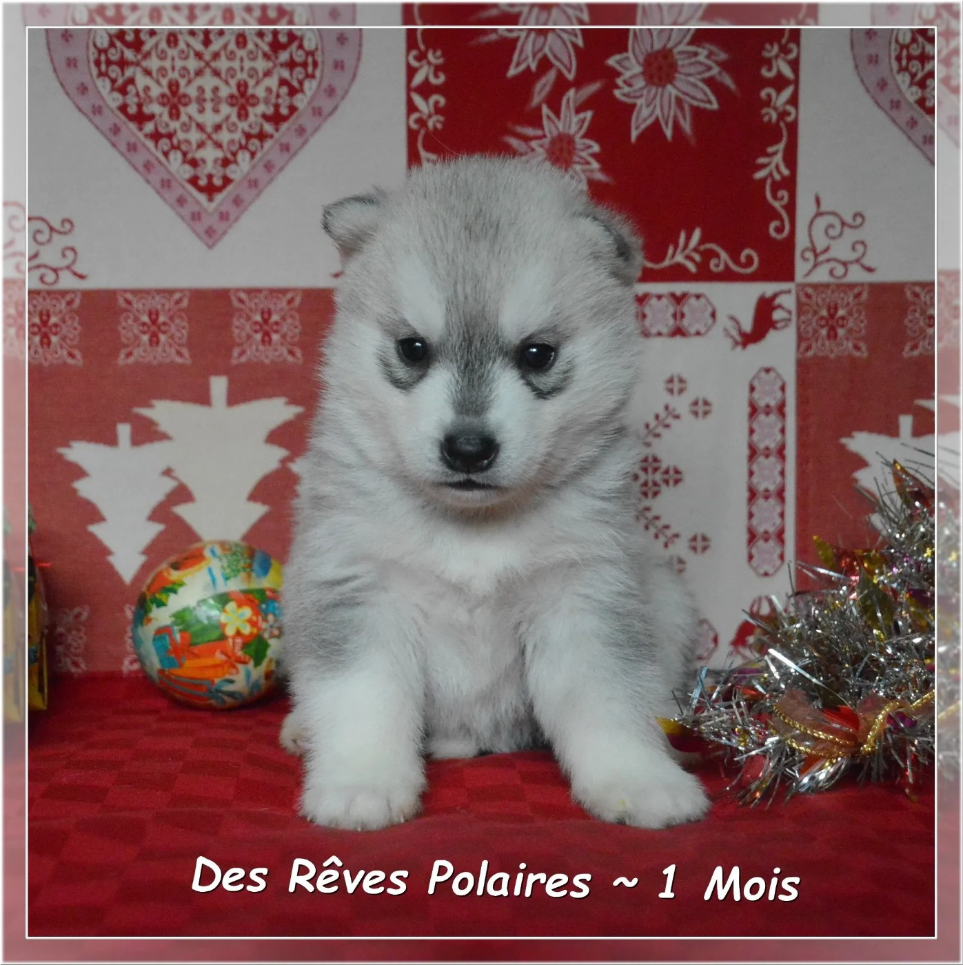 des rèves polaires - Chiots disponibles - Siberian Husky