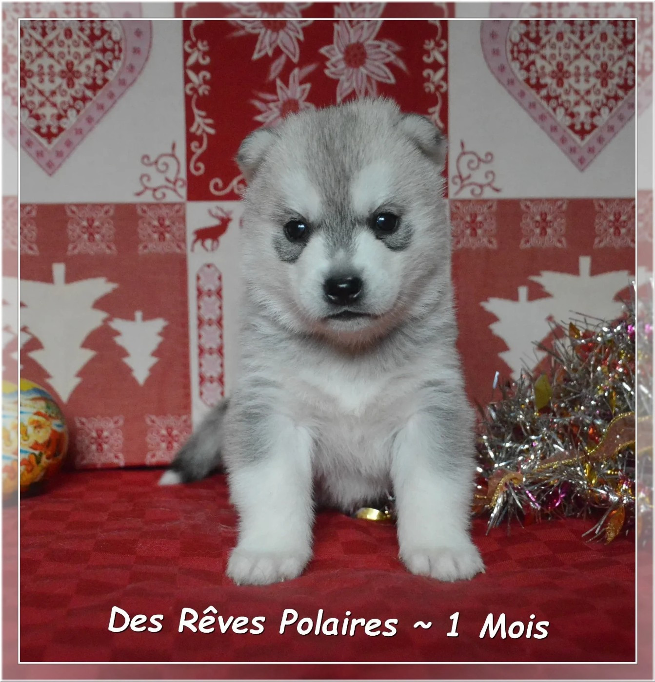 des rèves polaires - Chiots disponibles - Siberian Husky