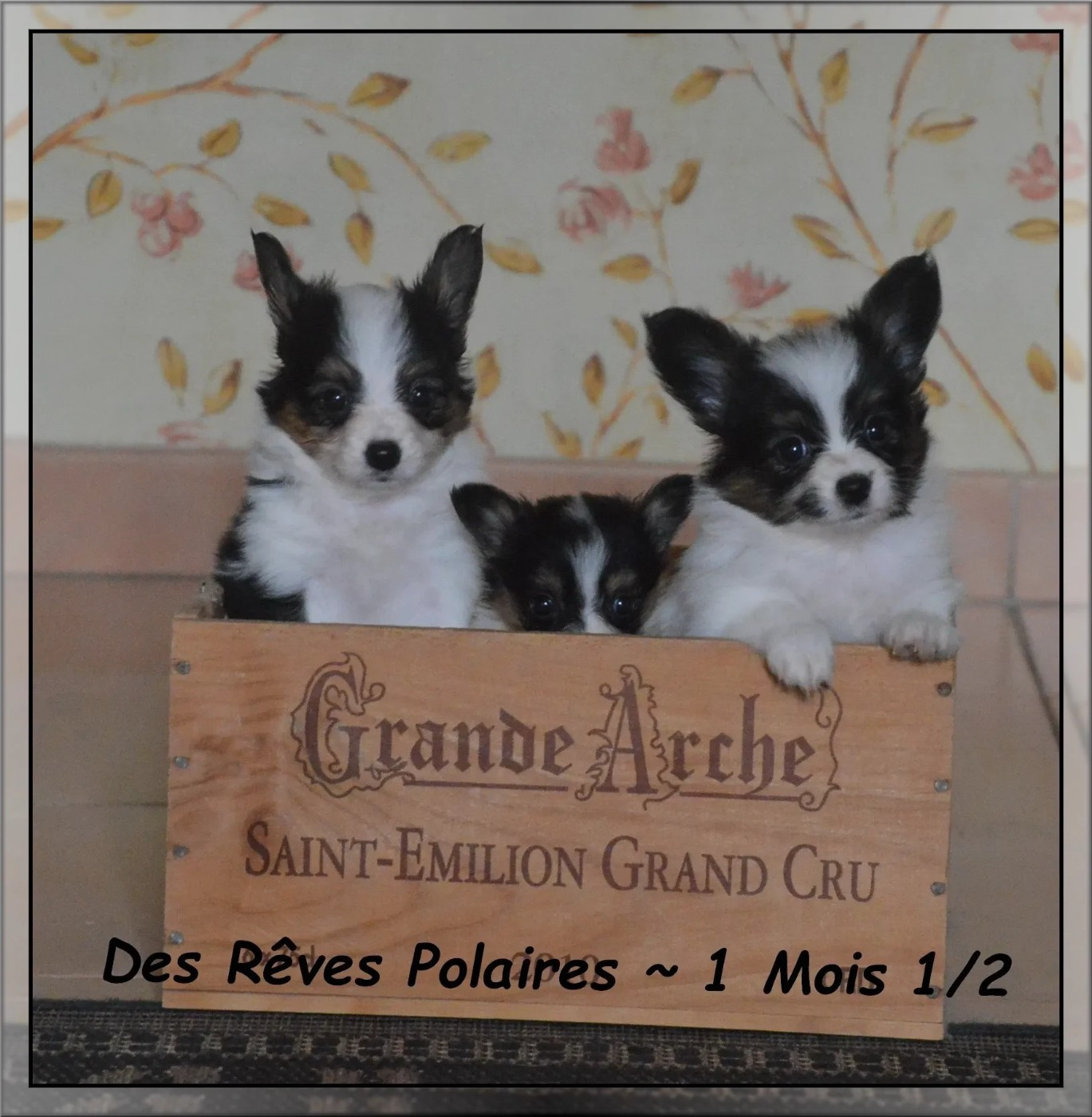 Chiot Epagneul nain Continental (Papillon) des rèves polaires