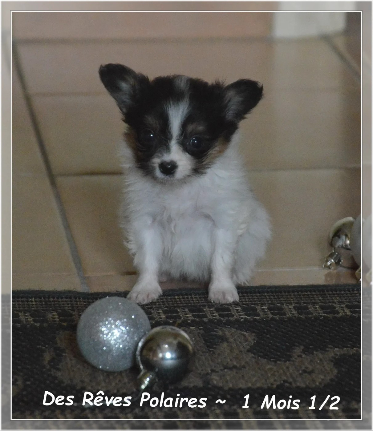 des rèves polaires - Chiots disponibles - Epagneul nain Continental (Papillon)