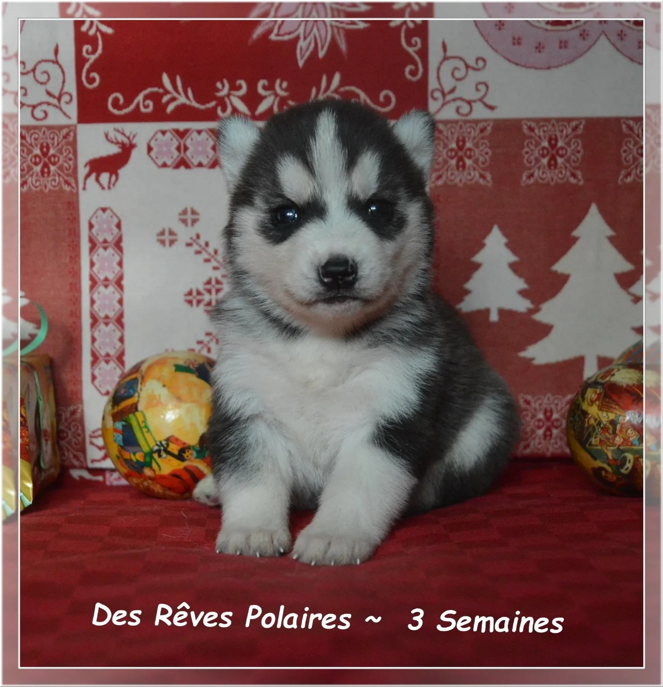 des rèves polaires - Chiots disponibles - Siberian Husky