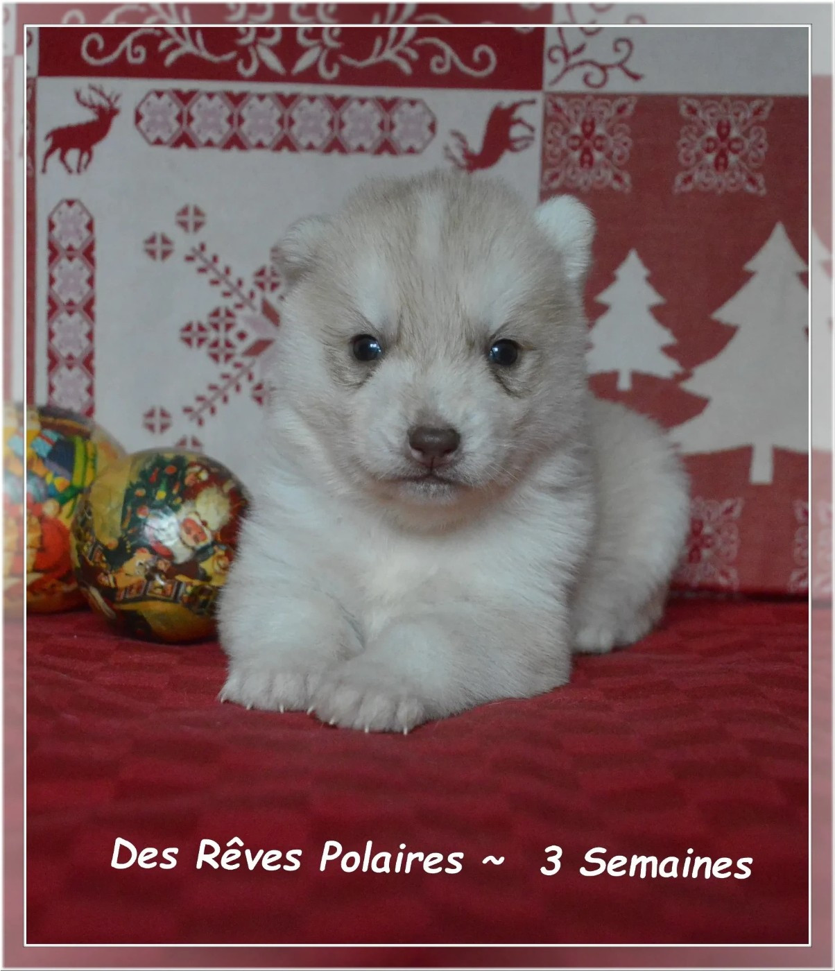 des rèves polaires - Chiots disponibles - Siberian Husky