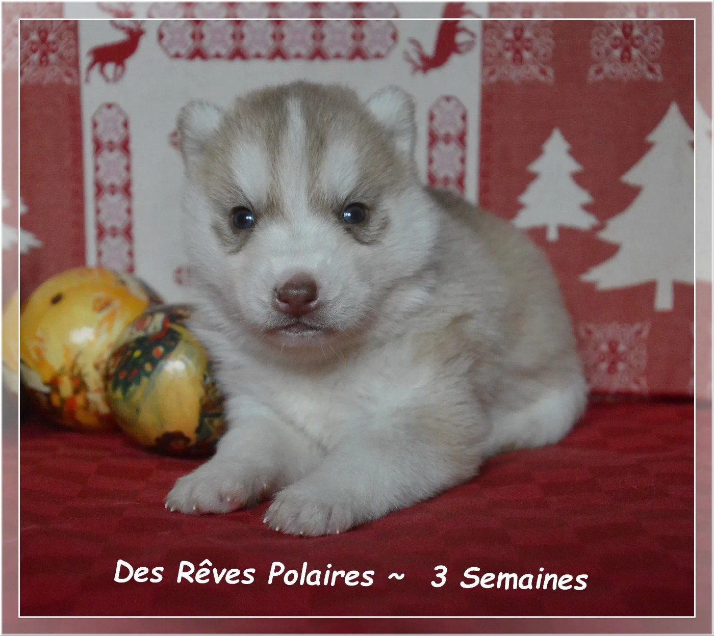 des rèves polaires - Chiots disponibles - Siberian Husky