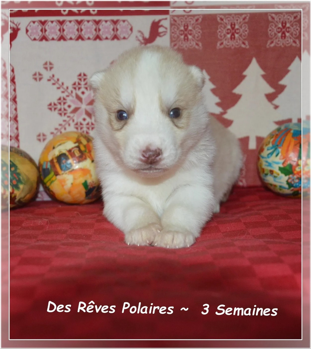 des rèves polaires - Chiots disponibles - Siberian Husky