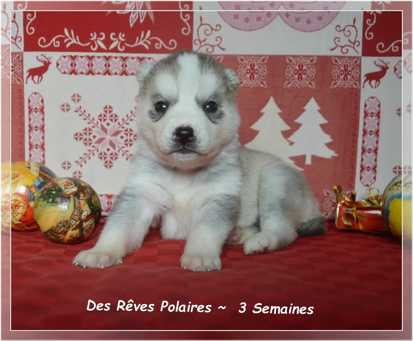 des rèves polaires - Chiots disponibles - Siberian Husky