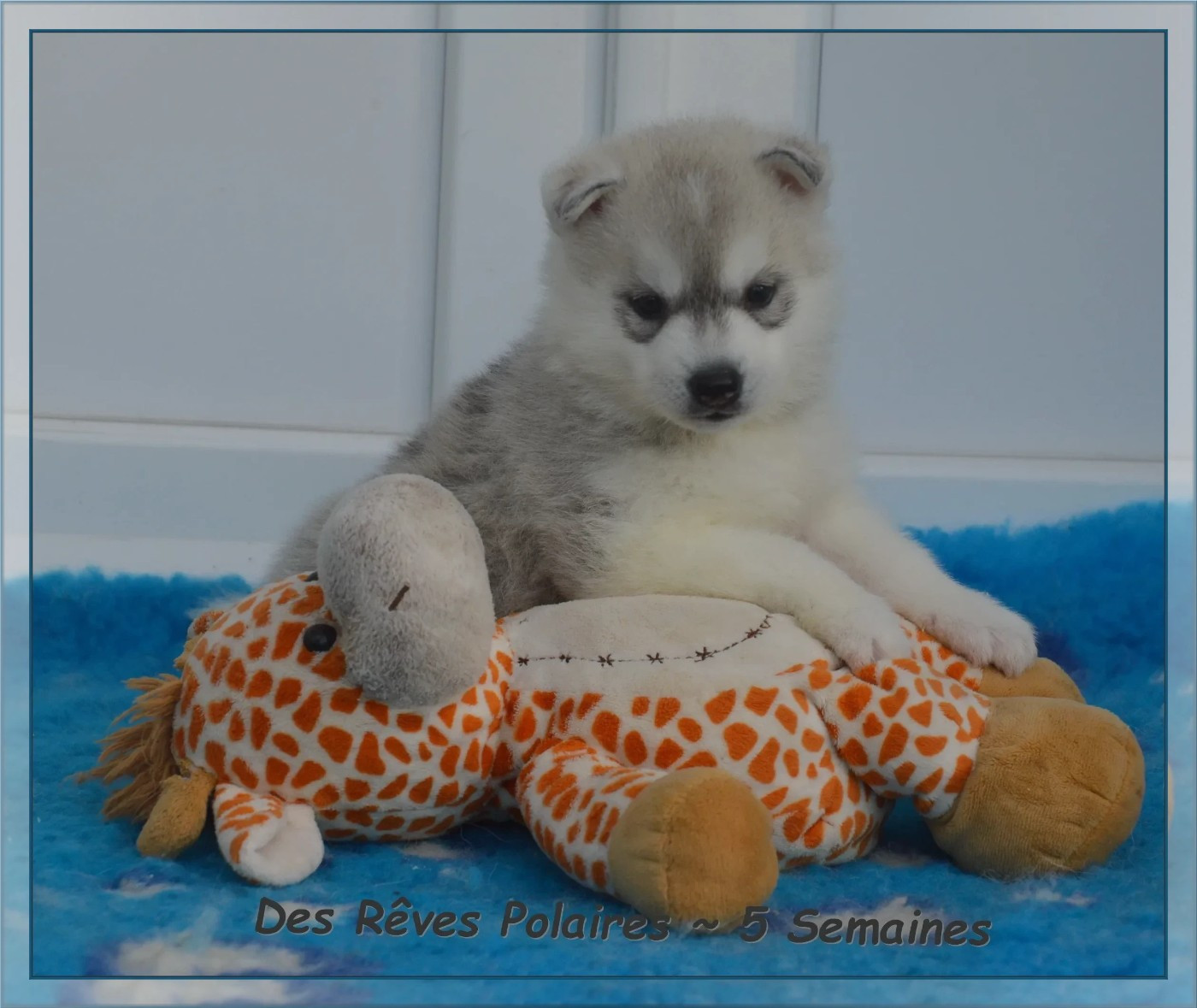 des rèves polaires - Chiots disponibles - Siberian Husky