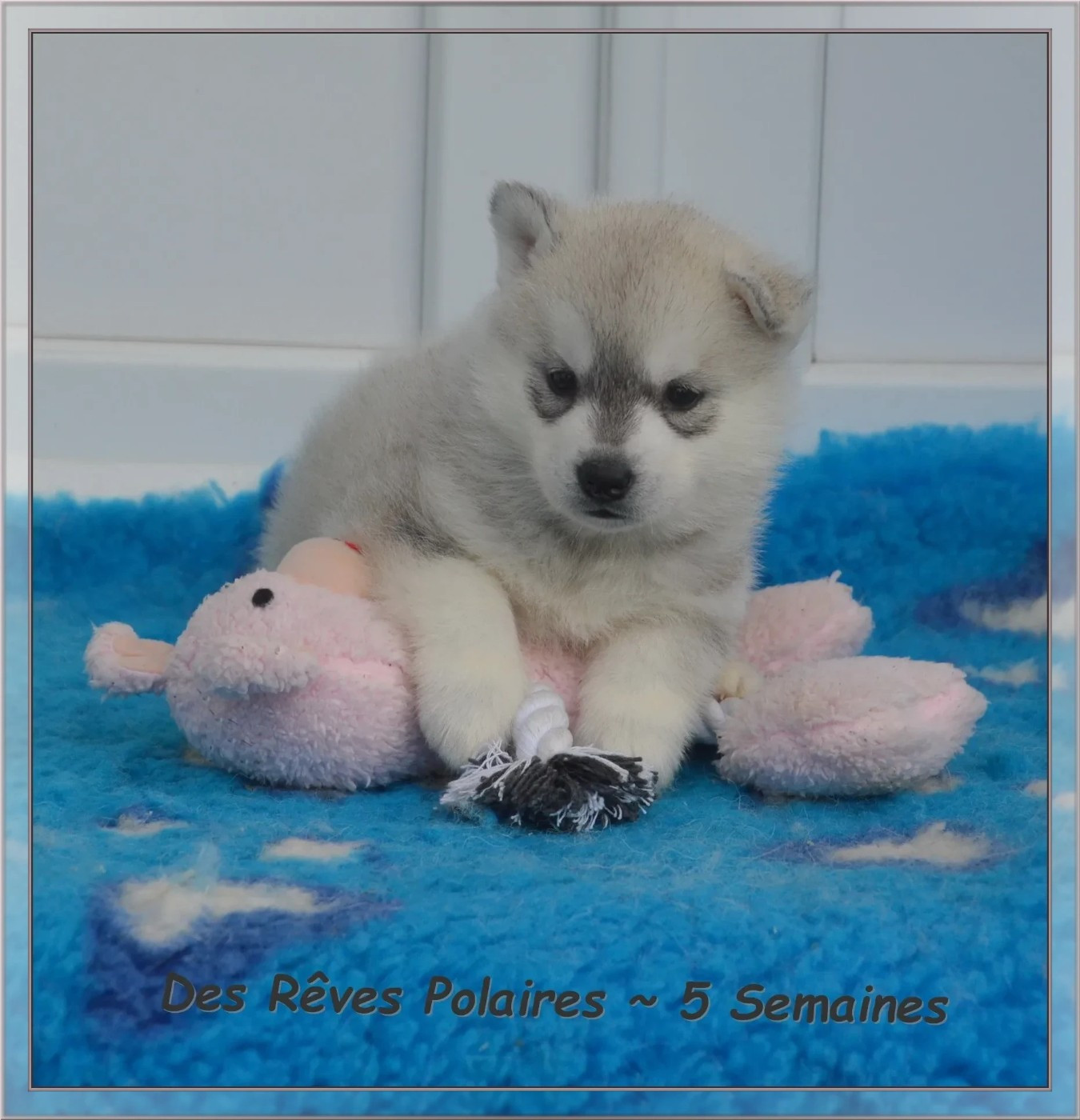 des rèves polaires - Chiots disponibles - Siberian Husky