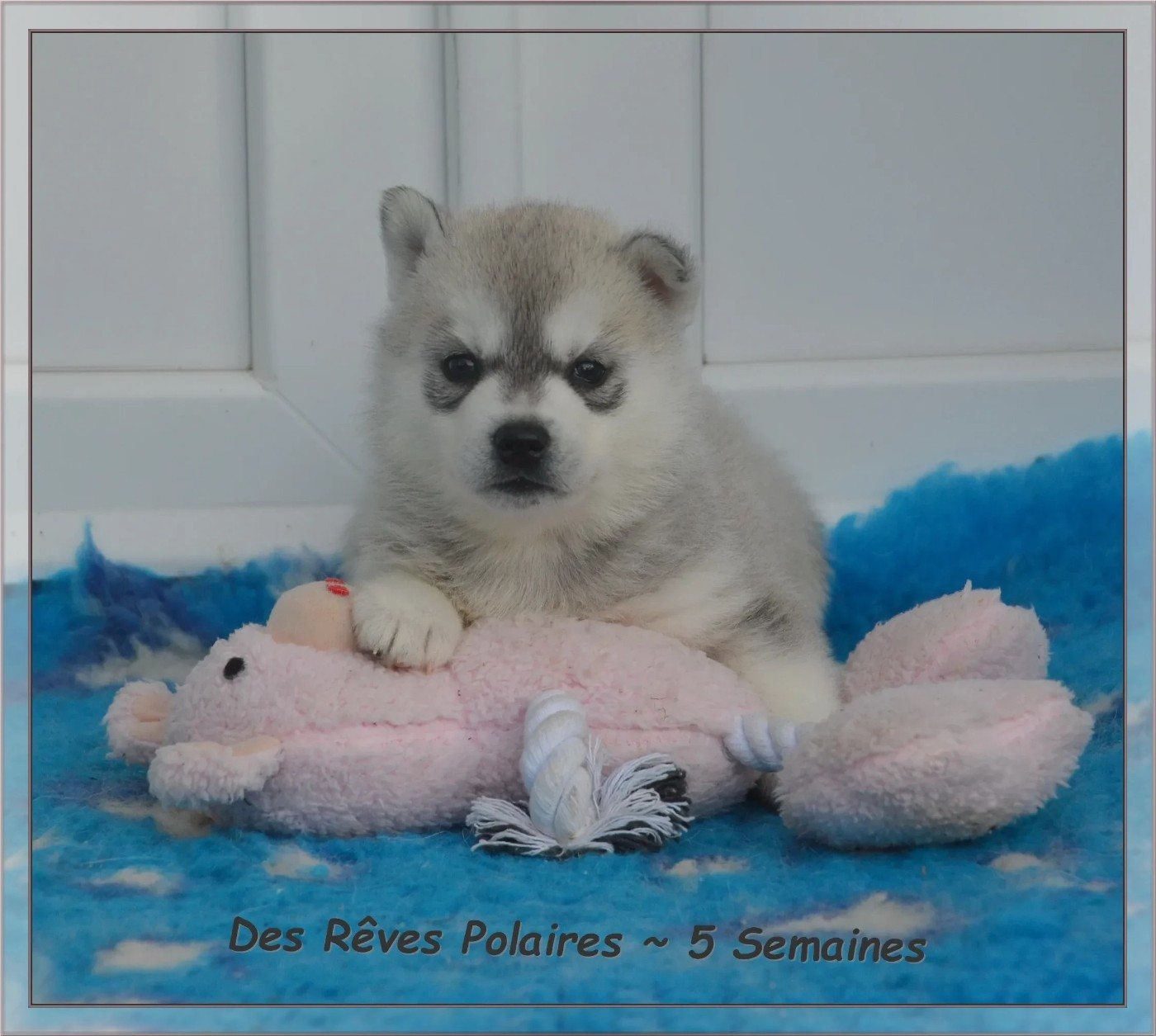 des rèves polaires - Chiots disponibles - Siberian Husky