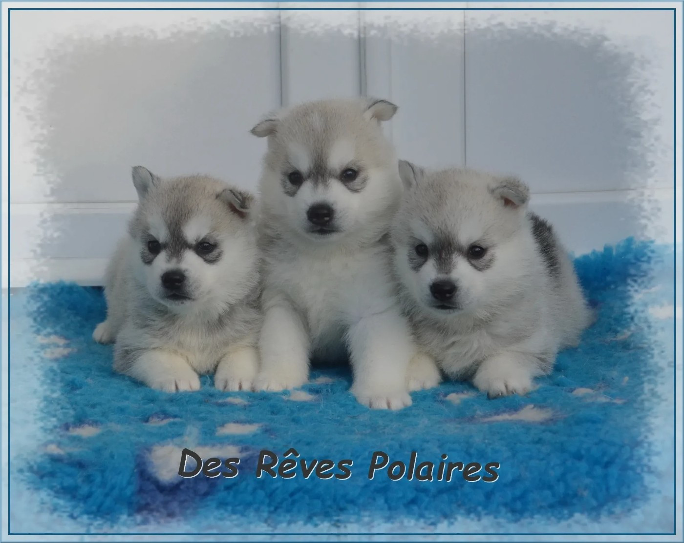 des rèves polaires - Siberian Husky - Portée née le 15/11/2025