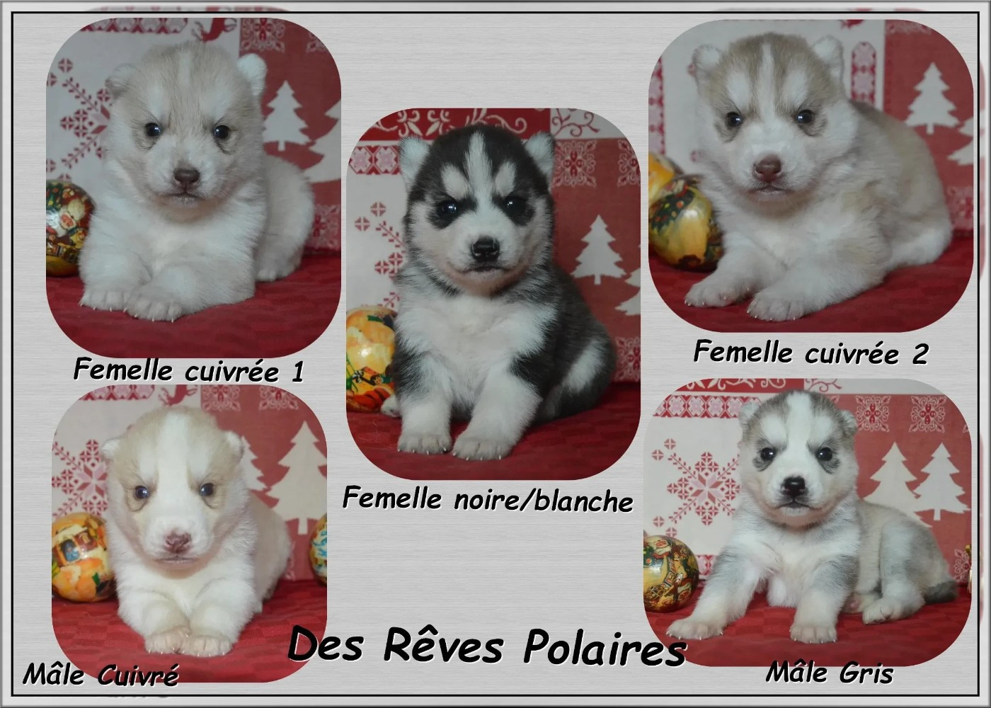des rèves polaires - Siberian Husky - Portée née le 28/11/2025