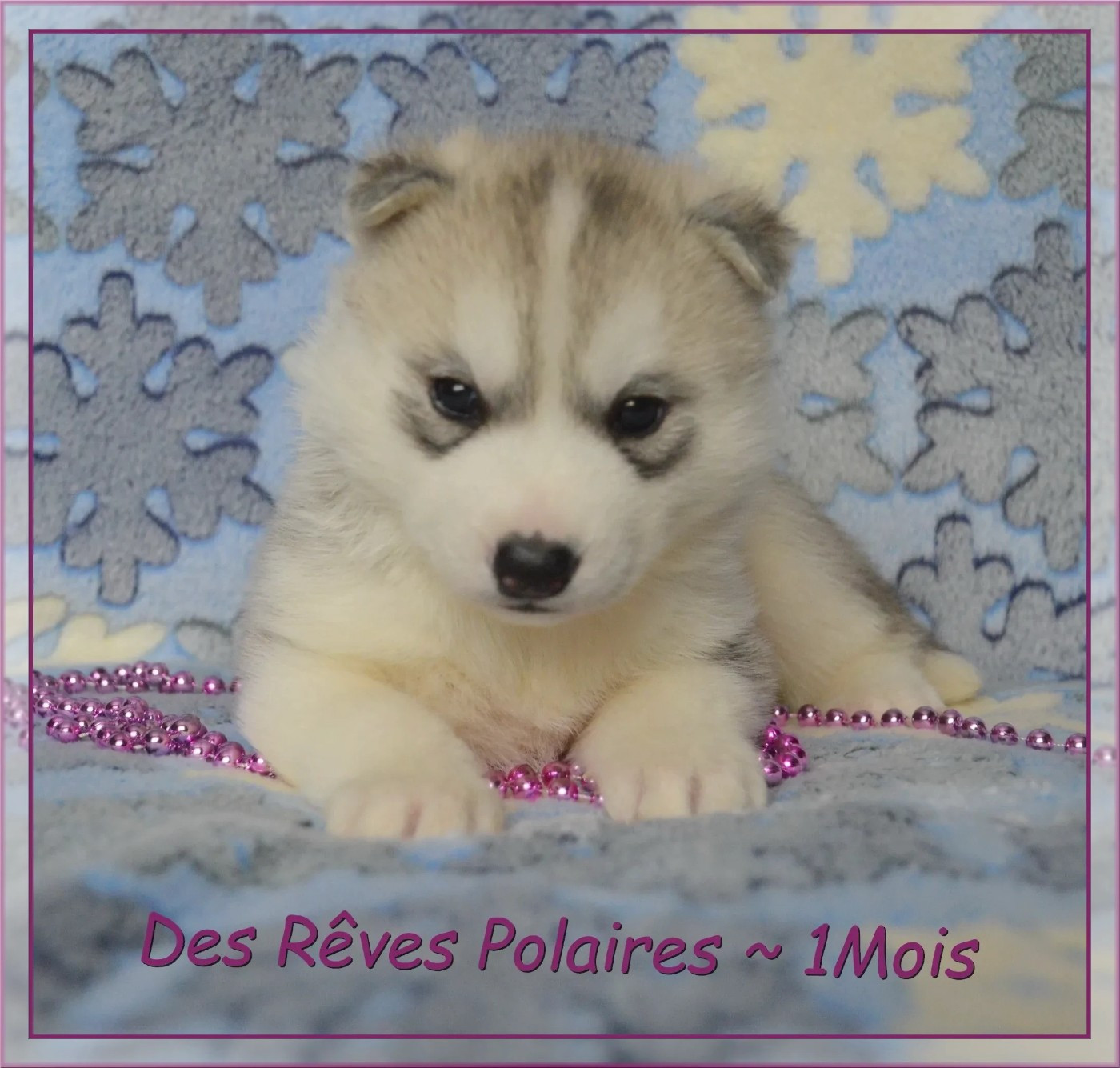 des rèves polaires - Chiots disponibles - Siberian Husky