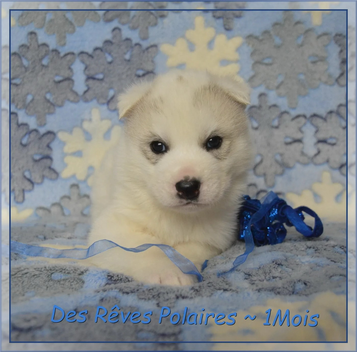 des rèves polaires - Chiots disponibles - Siberian Husky