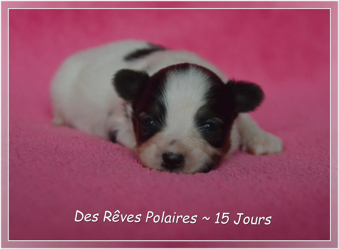 des rèves polaires - Chiots disponibles - Epagneul nain Continental (Papillon)