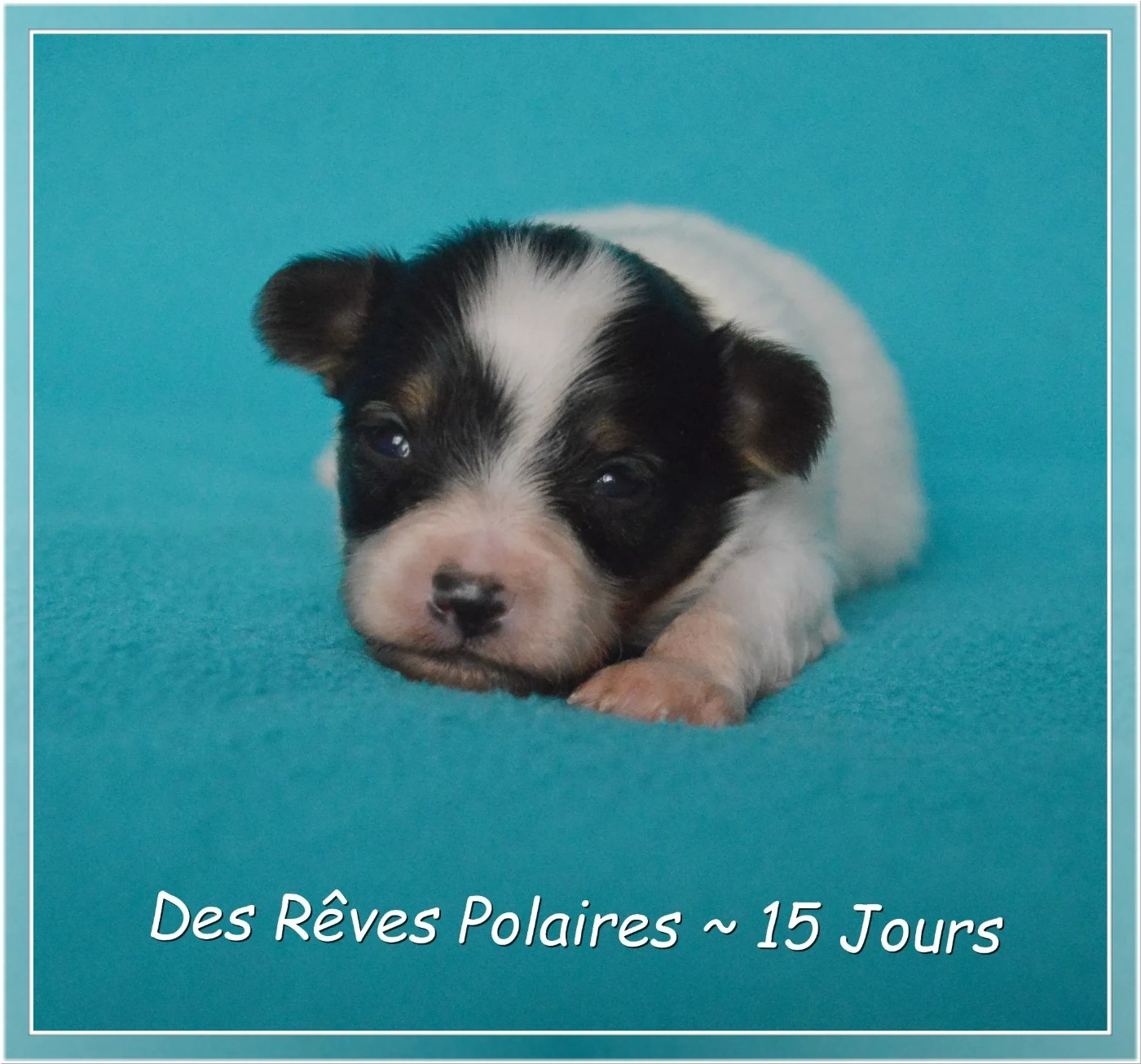 des rèves polaires - Chiots disponibles - Epagneul nain Continental (Papillon)