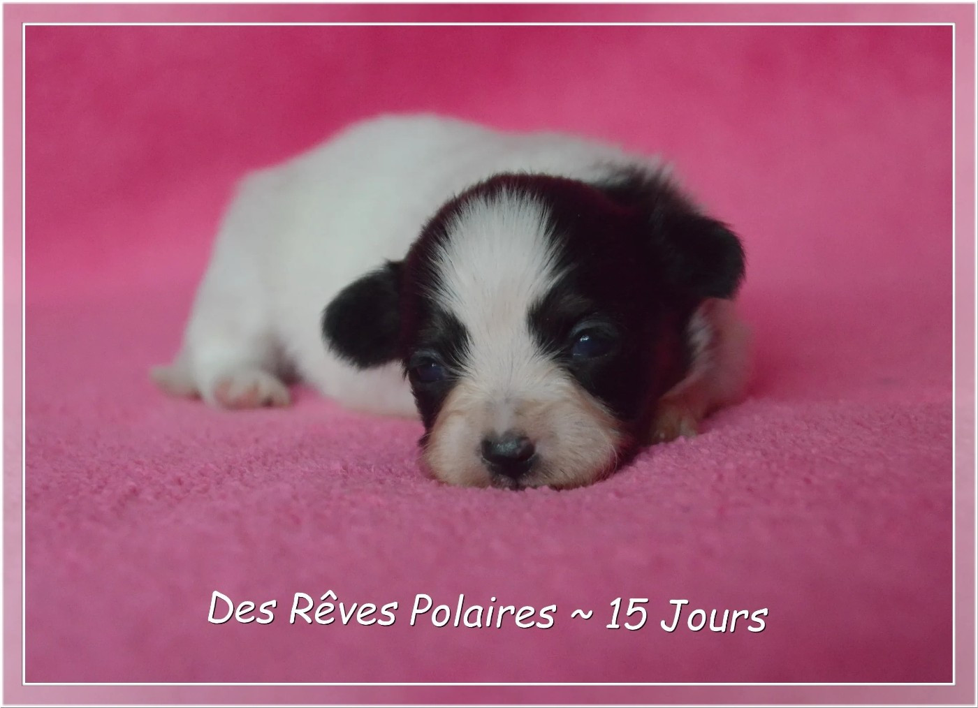 des rèves polaires - Chiots disponibles - Epagneul nain Continental (Papillon)