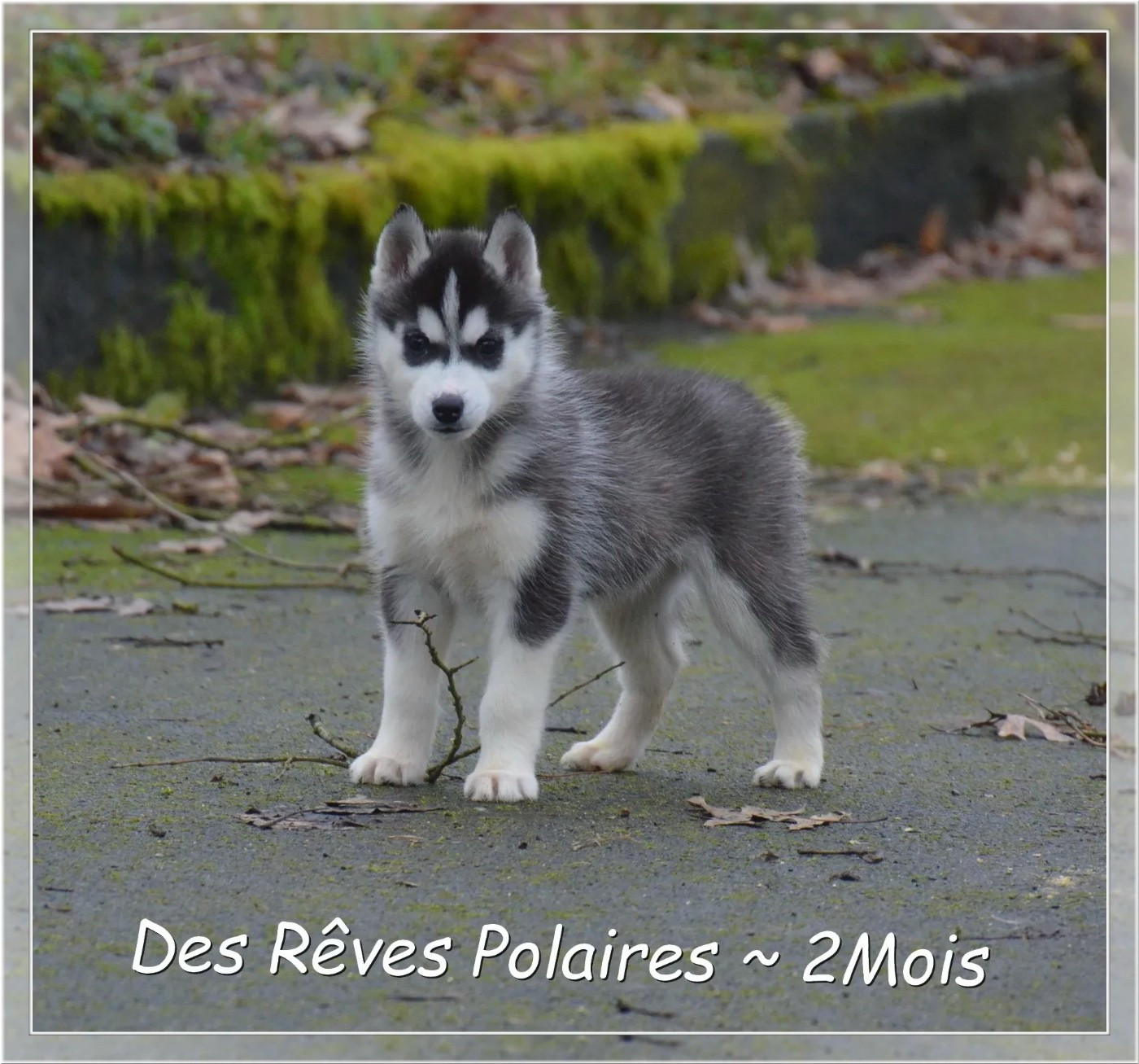 des rèves polaires - Siberian Husky - Portée née le 28/11/2025