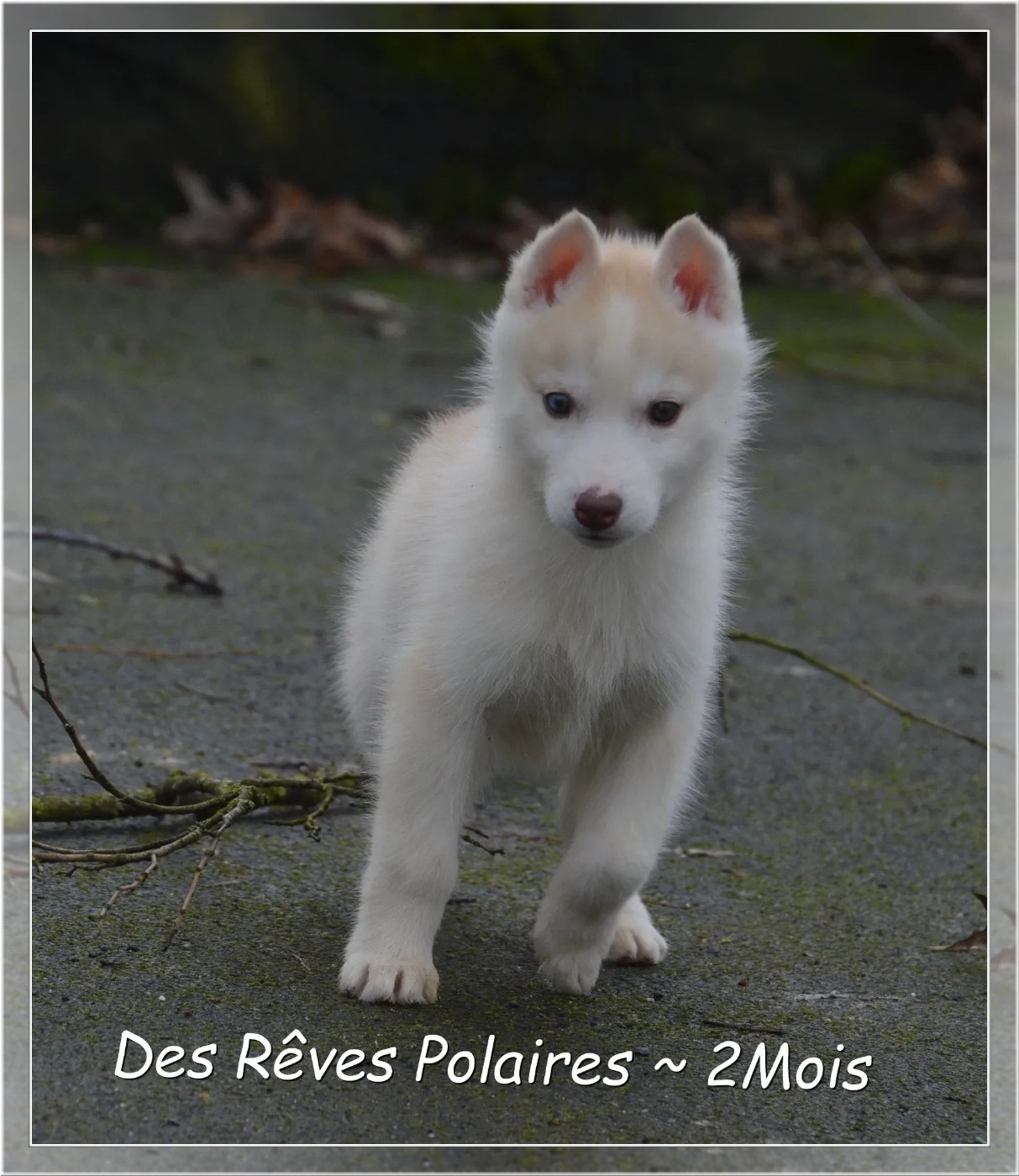 des rèves polaires - Chiots disponibles - Siberian Husky