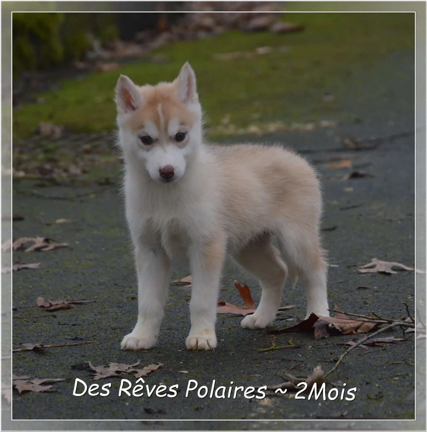 des rèves polaires - Chiots disponibles - Siberian Husky