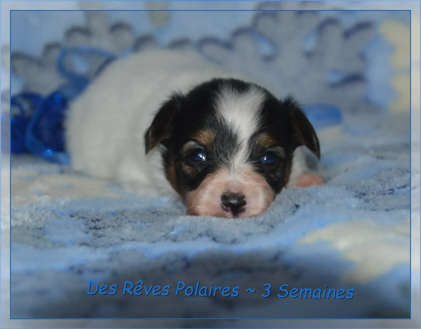 des rèves polaires - Chiots disponibles - Epagneul nain Continental (Papillon)