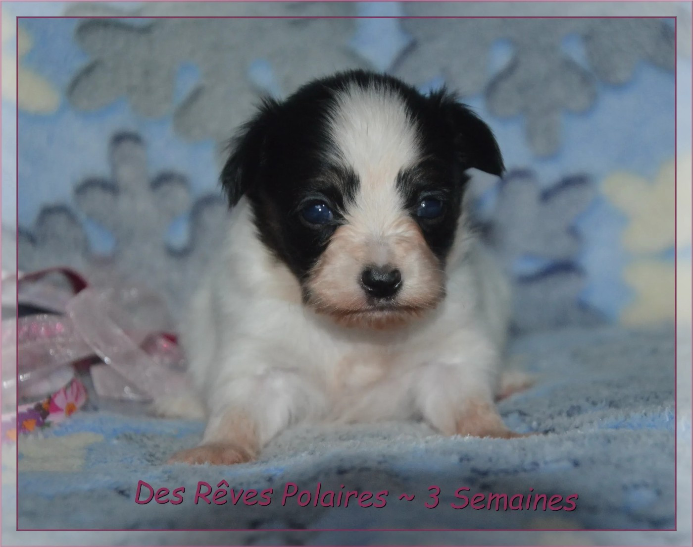 des rèves polaires - Chiots disponibles - Epagneul nain Continental (Papillon)