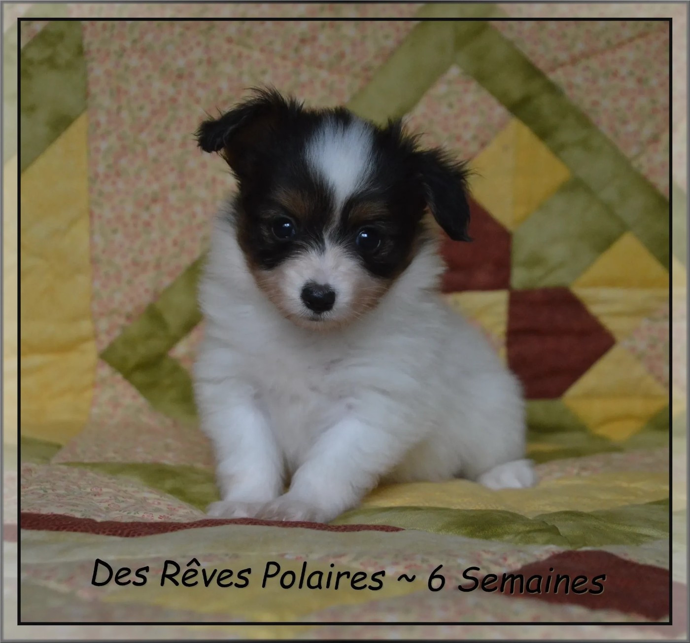 des rèves polaires - Chiots disponibles - Epagneul nain Continental (Papillon)