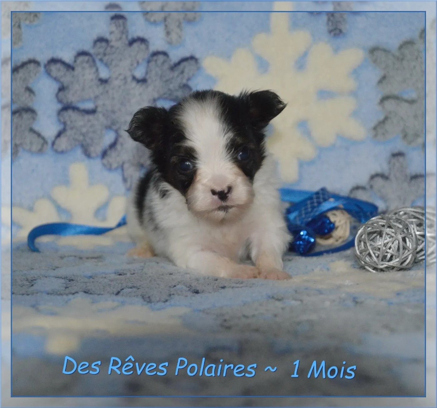 des rèves polaires - Chiots disponibles - Epagneul nain Continental (Papillon)