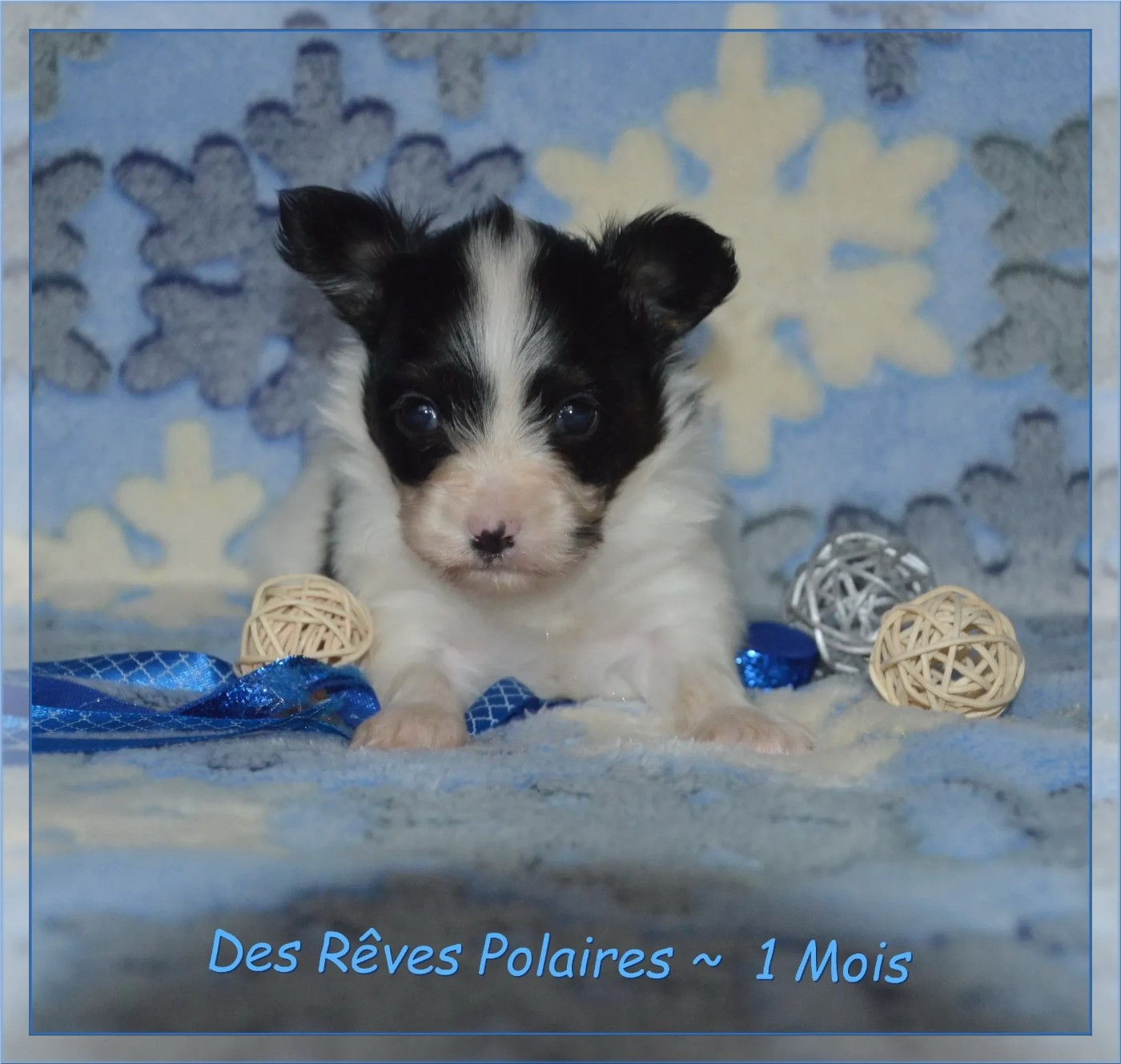 des rèves polaires - Chiots disponibles - Epagneul nain Continental (Papillon)