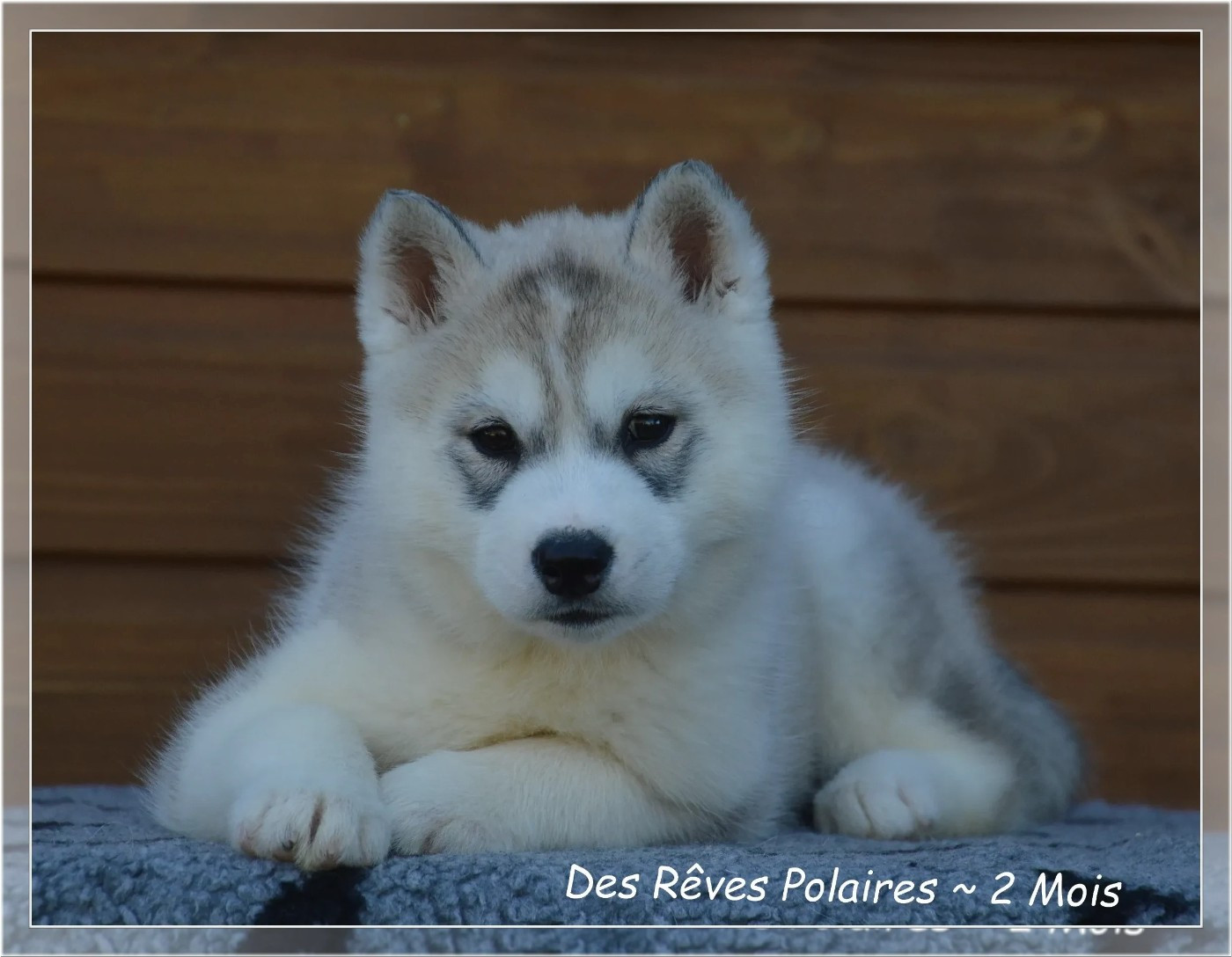 des rèves polaires - Chiots disponibles - Siberian Husky