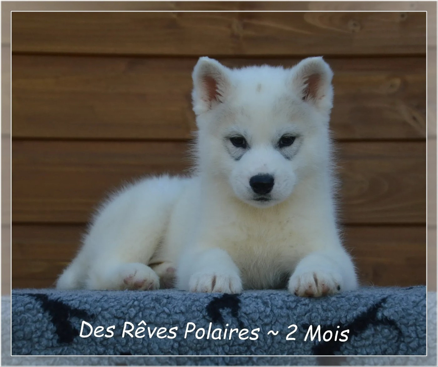 des rèves polaires - Chiots disponibles - Siberian Husky