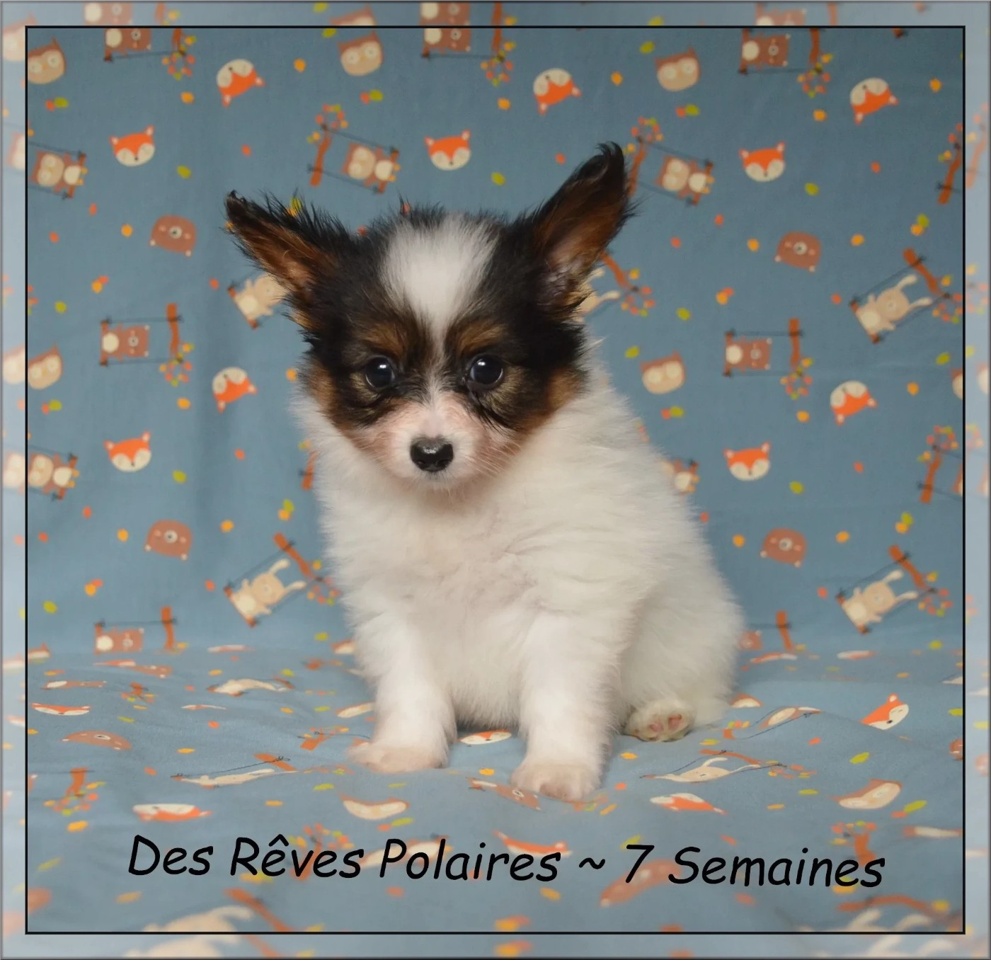 des rèves polaires - Chiots disponibles - Epagneul nain Continental (Papillon)